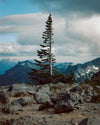 Photograph of a Tree in Paradise, Mt. Rainier, Washington