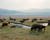 Photograph of bison in Yellowstone National Park by Nathaniel Perales
