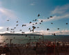 Photograph of birds flying by Nathaniel Perales