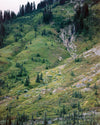 Photograph of mountain side in Paradise, Mt. Rainier, Washington